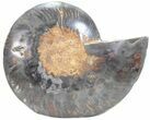 Split Black/Orange Ammonite (Half) - Unusual Coloration #55710-1